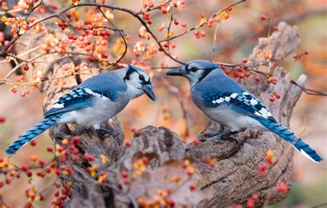 blue jay bird female and male